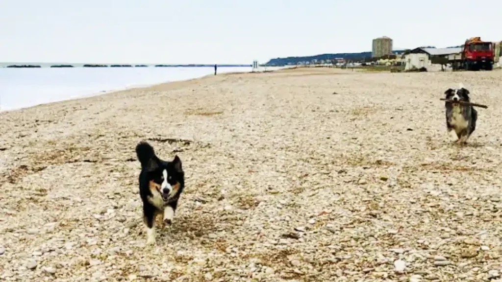 VACANZA CON IL TUO CANE - RESIDENCE MARCHE - MARE - SPIAGGIA - FERMO