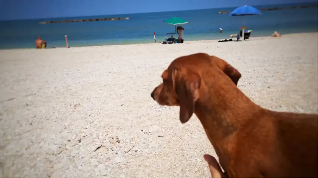VACANZE CON IL CANE - RESIDENCE MARCHE - MARE - FERMO